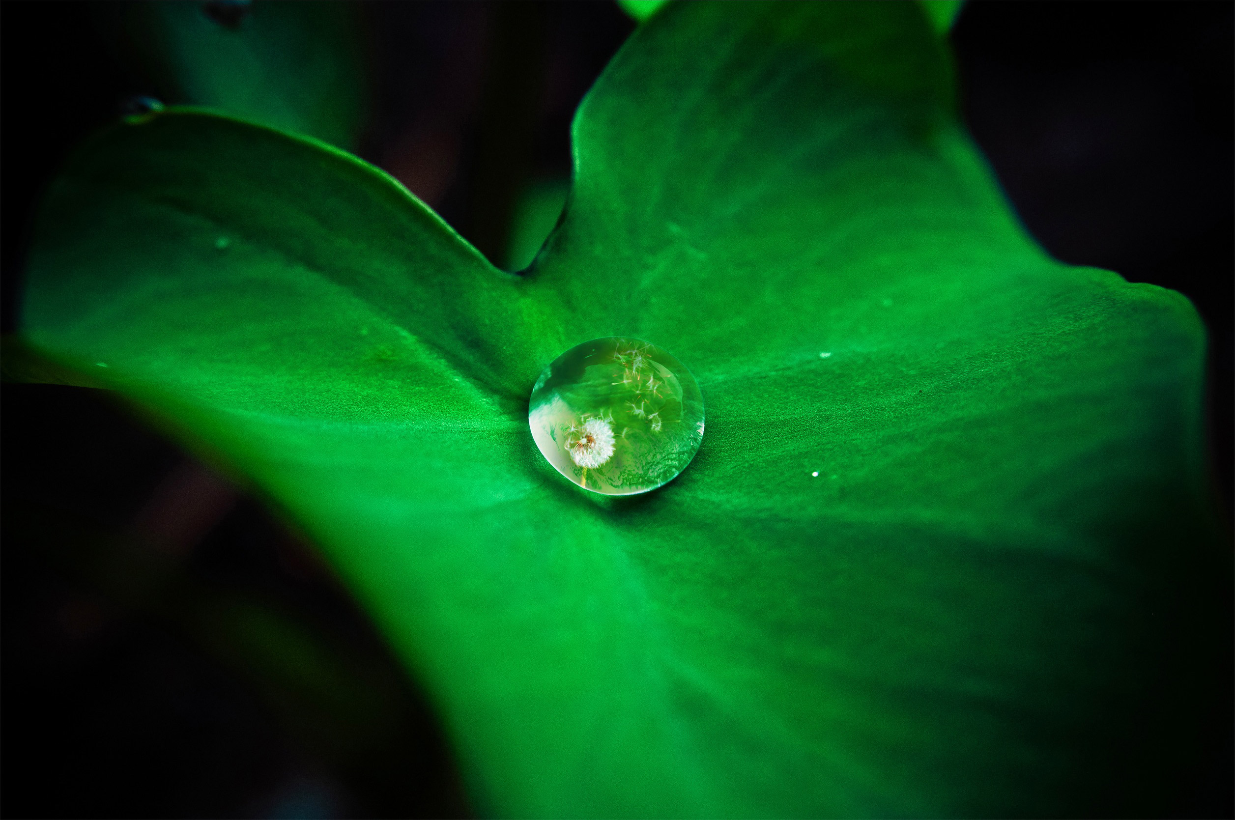 Macro shot of a water droplet on a green leaf reflecting a small white flower, vivid green tones, calm mood